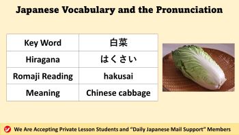 白菜 (はくさい、sakusai) | Chinese cabbage