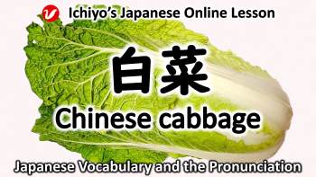 白菜 (はくさい、sakusai) | Chinese cabbage