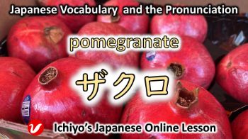 ザクロ (zakuro) | pomegranate