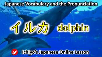イルカ (iruka) | dolphin
