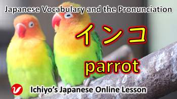インコ (inko) | parrot, parakeet