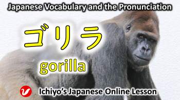 ゴリラ (gorira) | gorilla