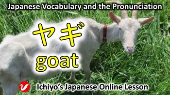 山羊 (やぎ、ヤギ、yagi) | goat