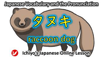 タヌキ (たぬき、tanuki) | raccoon dog