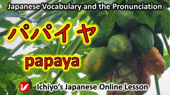 パパイヤ (papaiya) | papaya