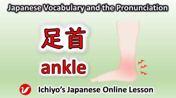 足首 (あしくび、ashikubi) | ankle