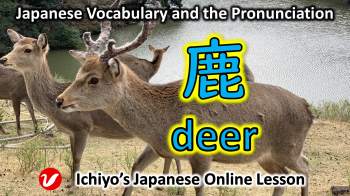 鹿 (しか、shika) | deer