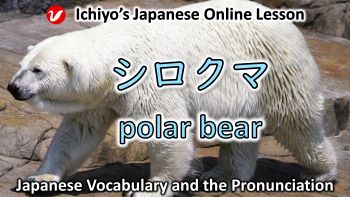 シロクマ (しろくま、shirokuma) | polar bear