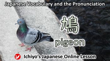 鳩 (はと、ハト、hato) | pigeon