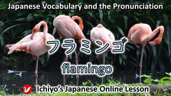 フラミンゴ (furamingo) | flamingo