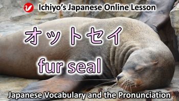 オットセイ (ottosei) | fur seal