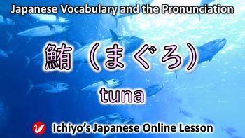 鮪 (まぐろ、マグロ、maguro) | tuna