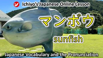 マンボウ (manbō) | sunfish