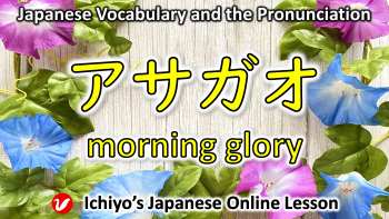 朝顔 (あさがお、アサガオ、asagao) | morning glory