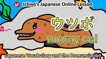 うつぼ (ウツボ、utsubo) | moray eel