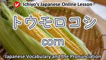 とうもろこし (トウモロコシ、tōmorokoshi) | corn
