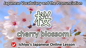 桜 (さくら、サクラ、sakura) | cherry blossom