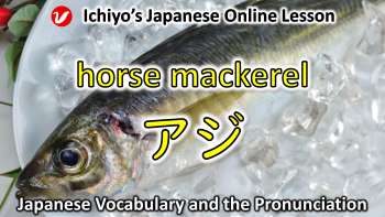 鯵 (あじ、アジ、aji) | horse mackerel