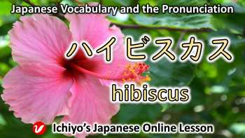 ハイビスカス (haibisukasu) | hibiscus