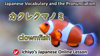 カクレクマノミ (kakurekumanomi) | clownfish, anemonefish