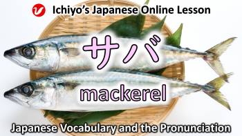 鯖 (さば、サバ、saba) | mackerel