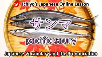 さんま (サンマ、sanma) | pacific saury