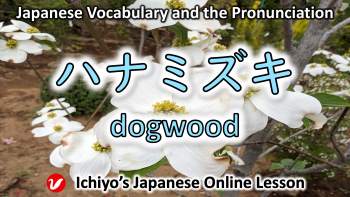 花水木 (はなみずき、ハナミズキ、hanamizuki) | dogwood