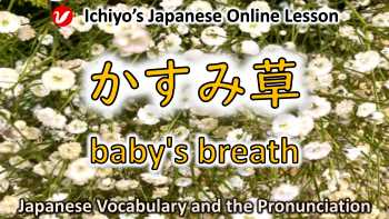 かすみ草 (カスミソウ、kasumisō) | gypsophila, baby's breath