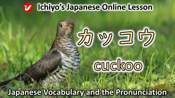 カッコウ (kakkō) | cuckoo