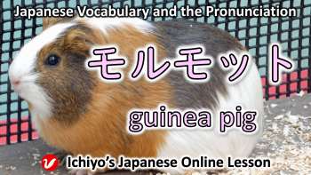 モルモット (morumotto) | guinea pig