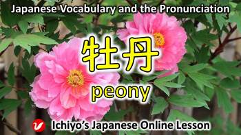 牡丹 (ぼたん、botan) | peony